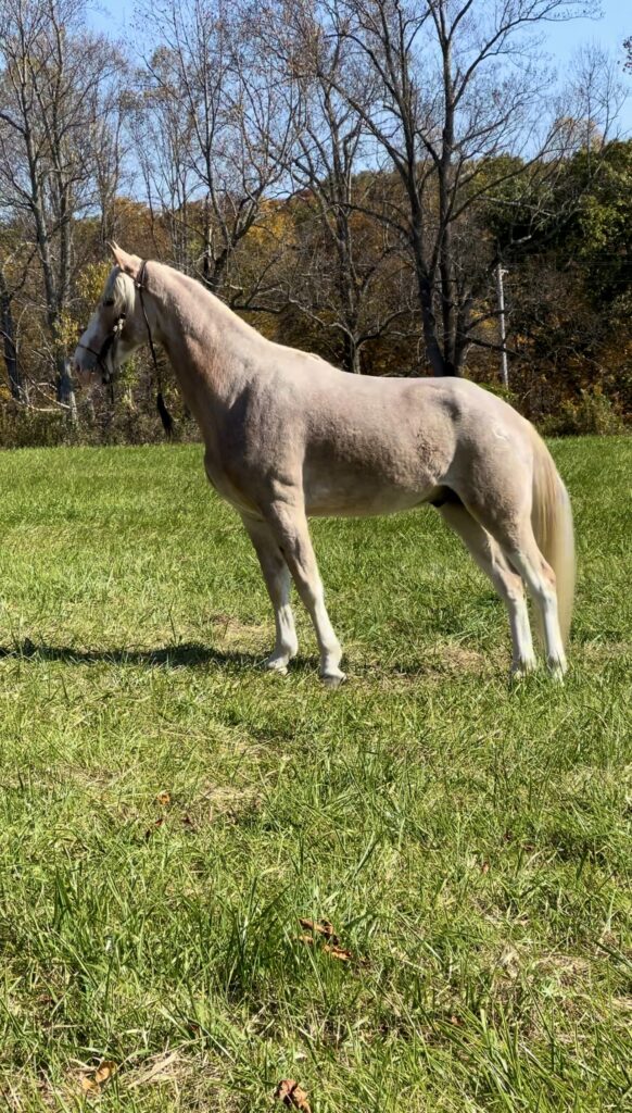 Smokey Valley Sundancer
