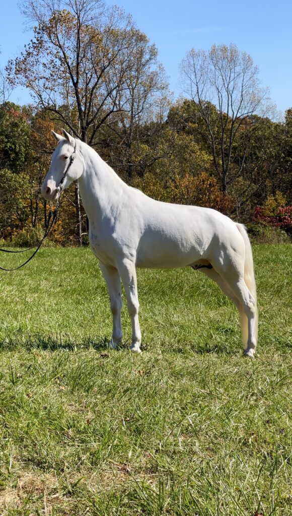 Smokey Valley Remington